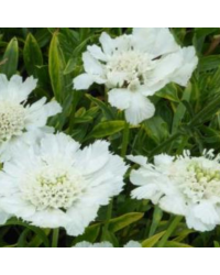 Scabieuse Caucasica Fama White