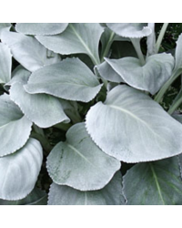 Senecio Angel Wings