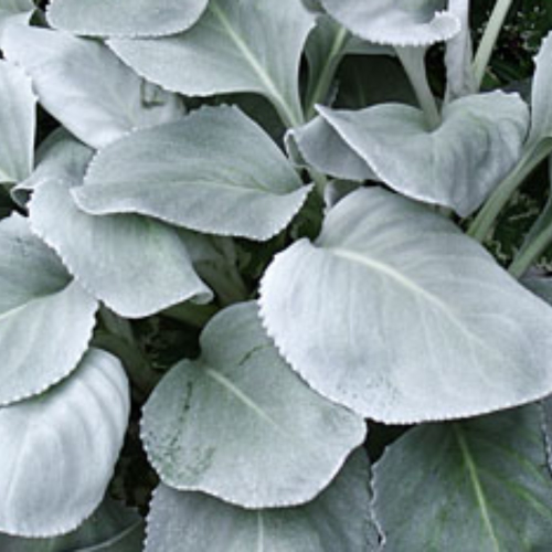 Senecio Angel Wings