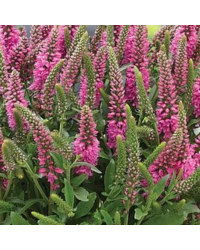Veronica Spicata Candles Bubblegum