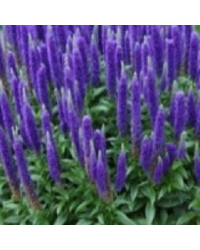 Veronica Spicata Royal Candles