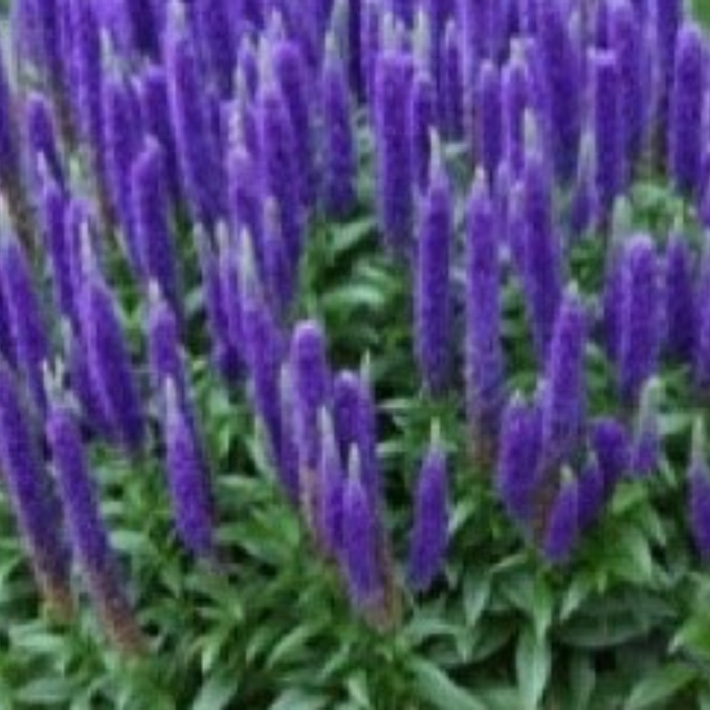 Veronica Spicata Royal Candles