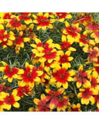 Coreopsis Verticillata Corleone Red & Yellow