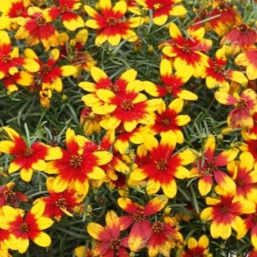 Coreopsis Verticillata Corleone Red & Yellow