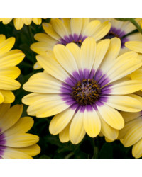 Osteo Serenity Blue Eyed Beauty Jaune oeil Bleu
