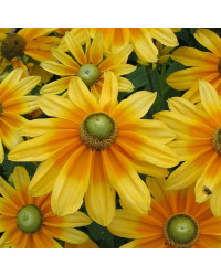 Rudbeckia Hirta Prairie Sun