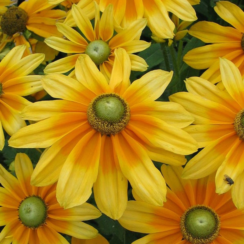 Rudbeckia Hirta Prairie Sun