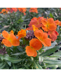 Giroflée Erysimum Winter Orchid