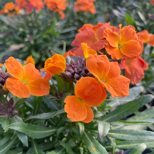 Giroflée Erysimum Winter Orchid