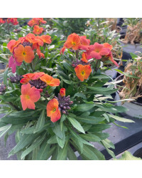 Giroflée Erysimum Winter Orchid