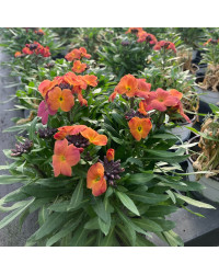Giroflée Erysimum Winter Orchid