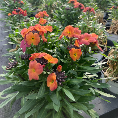 Giroflée Erysimum Winter Orchid