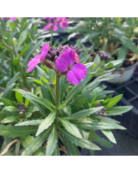 Giroflée Erysimum Poem Lavender