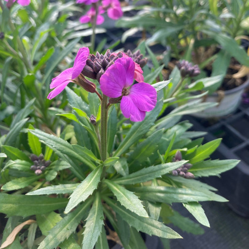 Giroflée Erysimum Poem Lavender