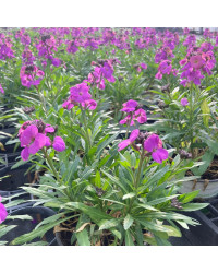Giroflée Erysimum Poem Lavender