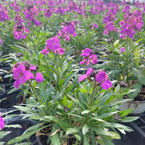 Giroflée Erysimum Poem Lavender