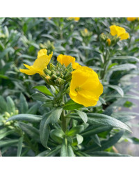 Giroflée Erysimum Winter Gold