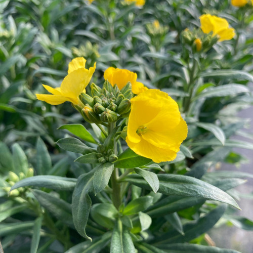 Giroflée Erysimum Winter Gold