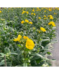 Giroflée Erysimum Winter Gold