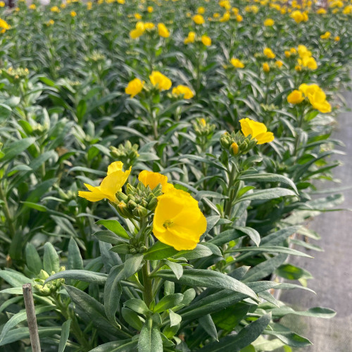 Giroflée Erysimum Winter Gold