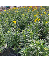 Giroflée Erysimum Winter Gold