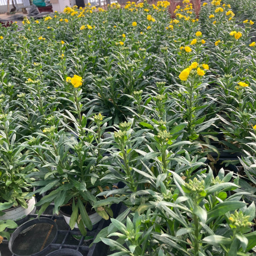 Giroflée Erysimum Winter Gold