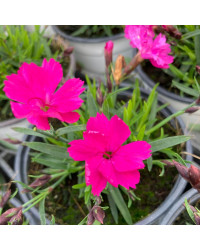 Dianthus Kahori