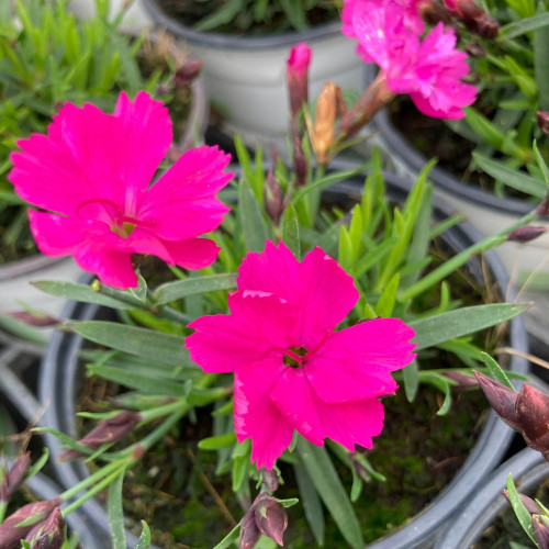 Dianthus Kahori