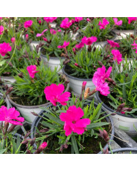 Dianthus Kahori