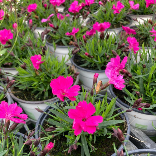 Dianthus Kahori