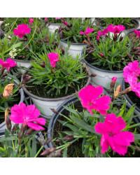Dianthus Kahori