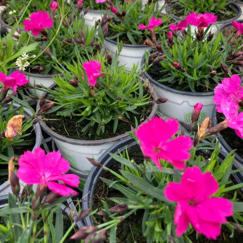 Dianthus Kahori