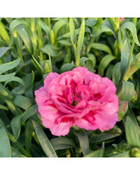 oeillet Dianthus Supertrouper Diwali
