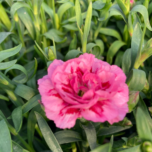 oeillet Dianthus Supertrouper Diwali