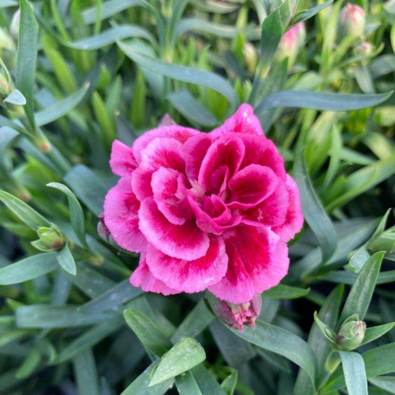 Acheter oeillet Dianthus Oscar Cherry pas cher sur