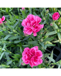 oeillet Dianthus Supertrouper Diwali