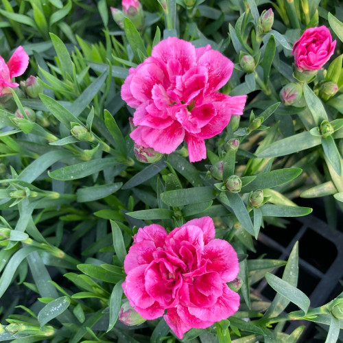 oeillet Dianthus Supertrouper Diwali