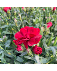 oeillet Dianthus Supertrouper Carmen