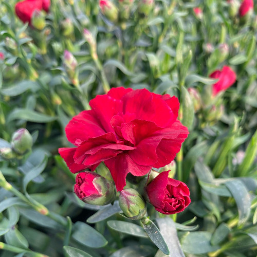 oeillet Dianthus Supertrouper Carmen