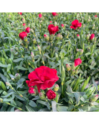 oeillet Dianthus Supertrouper Carmen