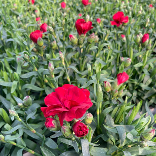 oeillet Dianthus Supertrouper Carmen