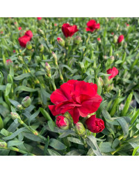 oeillet Dianthus Supertrouper Carmen