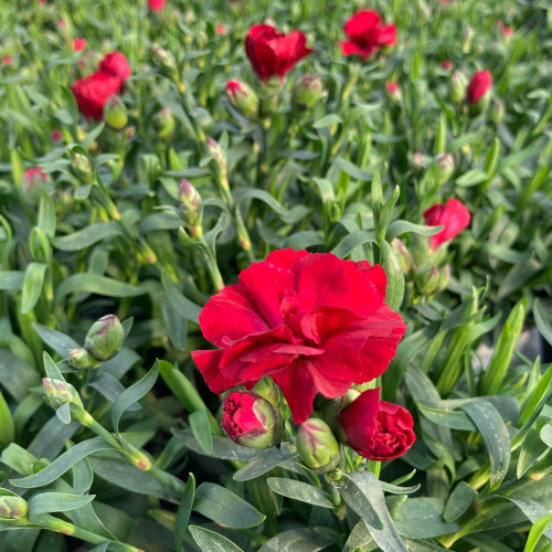 oeillet Dianthus Supertrouper Carmen