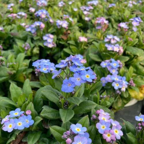 Myosotis de Bouture Myomark