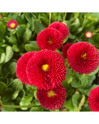 Paquerette Bellis Perennis 'Tasso Red'