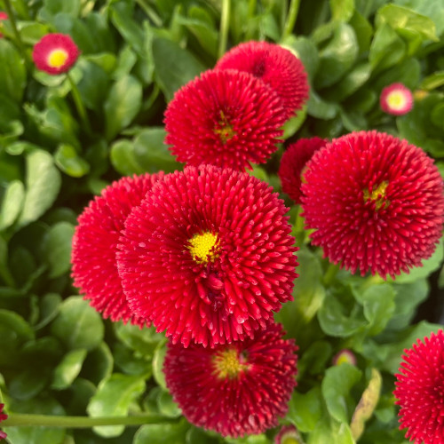 Paquerette Bellis Perennis 'Tasso Red'