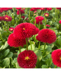 Paquerette Bellis Perennis 'Tasso Red'