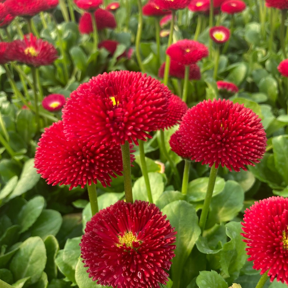 Paquerette Bellis Perennis 'Tasso Red'