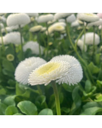 Paquerette Bellis Perennis 'Tasso White'