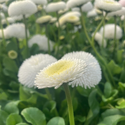 Paquerette Bellis Perennis 'Tasso White'